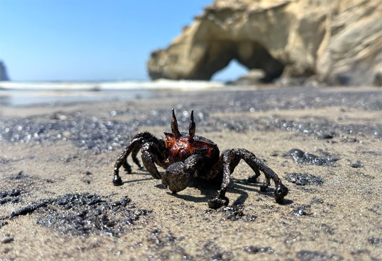 Estudiantes de la UNI unen esfuerzos con ciudadanos de las playas de Piura afectados por derrame de petr&oacute;leo